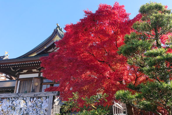 グループホームイチニサンの紅葉狩り。倶利伽羅不動尊へ。